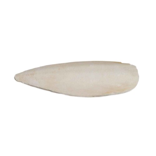 PREVUE PET CUTTLEBONE 1PC WITH HOLDER FOR BIRDS -SMALL